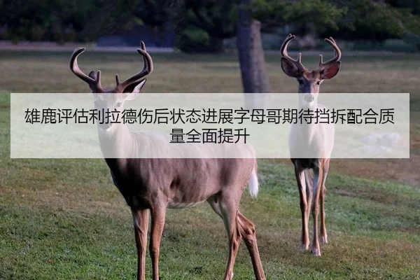雄鹿评估利拉德伤后状态进展字母哥期待挡拆配合质量全面提升